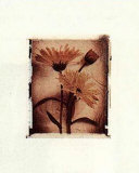 Daisy Study II