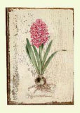Pink Hyacinth