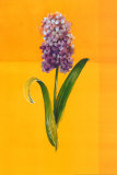 Flower on Yellow