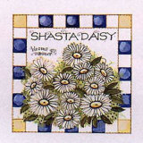 Shasta Daisy