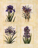Antique Lavender I