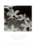 Orchid Denrobium
