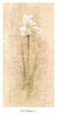 Iris II