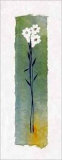 Daisies on Green Wash Papyrus