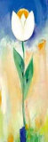 Single White and Orange Tulip