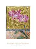 Phalaenopsis Orchid