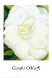 White Camelia
