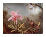 Cattleya Orchid and Three Brazilian Humm