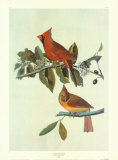 Cardinal Grosbeak