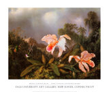 Jungle Orchids and Hummingbirds