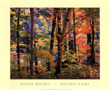 Maples and Birches