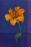 Flower on Blue