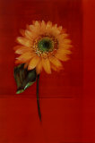 Flower on Red