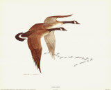 Canada Geese