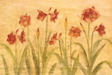 Row of Red Amaryllis
