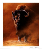 American Bison (LE)