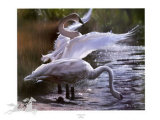 Trumpeter Swans (LE)