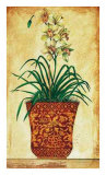 Single Stem Orchid