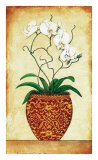 Multi Stem Orchid
