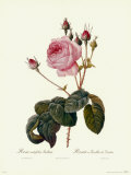 Centifolia Bullata