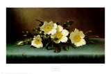 Four Cherokee Roses