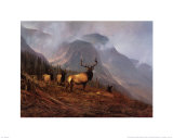 Bookcliffs Elk I