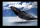 Northern Humpback Whale