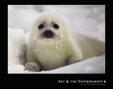 Harp Seal Pup