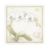 White Orchid