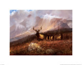 Bookcliffs Elk II