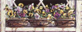 Window Pansies