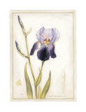 Purple Iris with Beard I