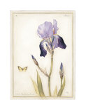 Purple Iris with Beard II