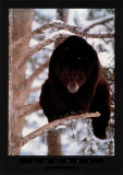 Out on Limb