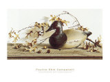 Chesapeake Bay Canvasback