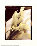 Calla Lilies Detail