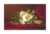 The Magnolia Flower
