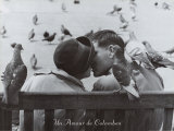 Un Amour de Colombes