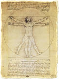 Vitruvian Man Proportions of the Human Figure