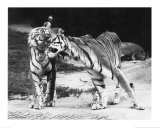 Tiger Love