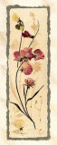 Dried Flowers III