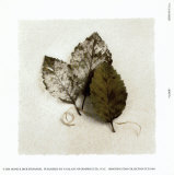 Alder