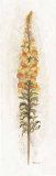 Snap Dragon