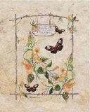 Primrose Butterfly