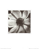 Anemone I