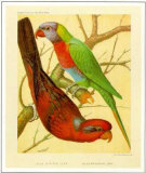 Blue Stripe and Blue Mountain Lory