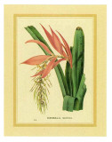 Bromelia Zebrina