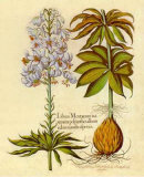 Lilium Montanum II