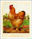 Sampson-Poultry