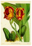 Orquideas II